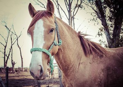 Close-up of horse on field