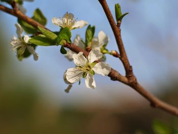 Close-up of white flowers on branch