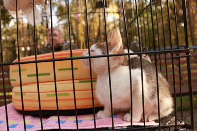 Close-up of a cat in cage