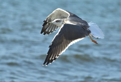 Bird flying over sea