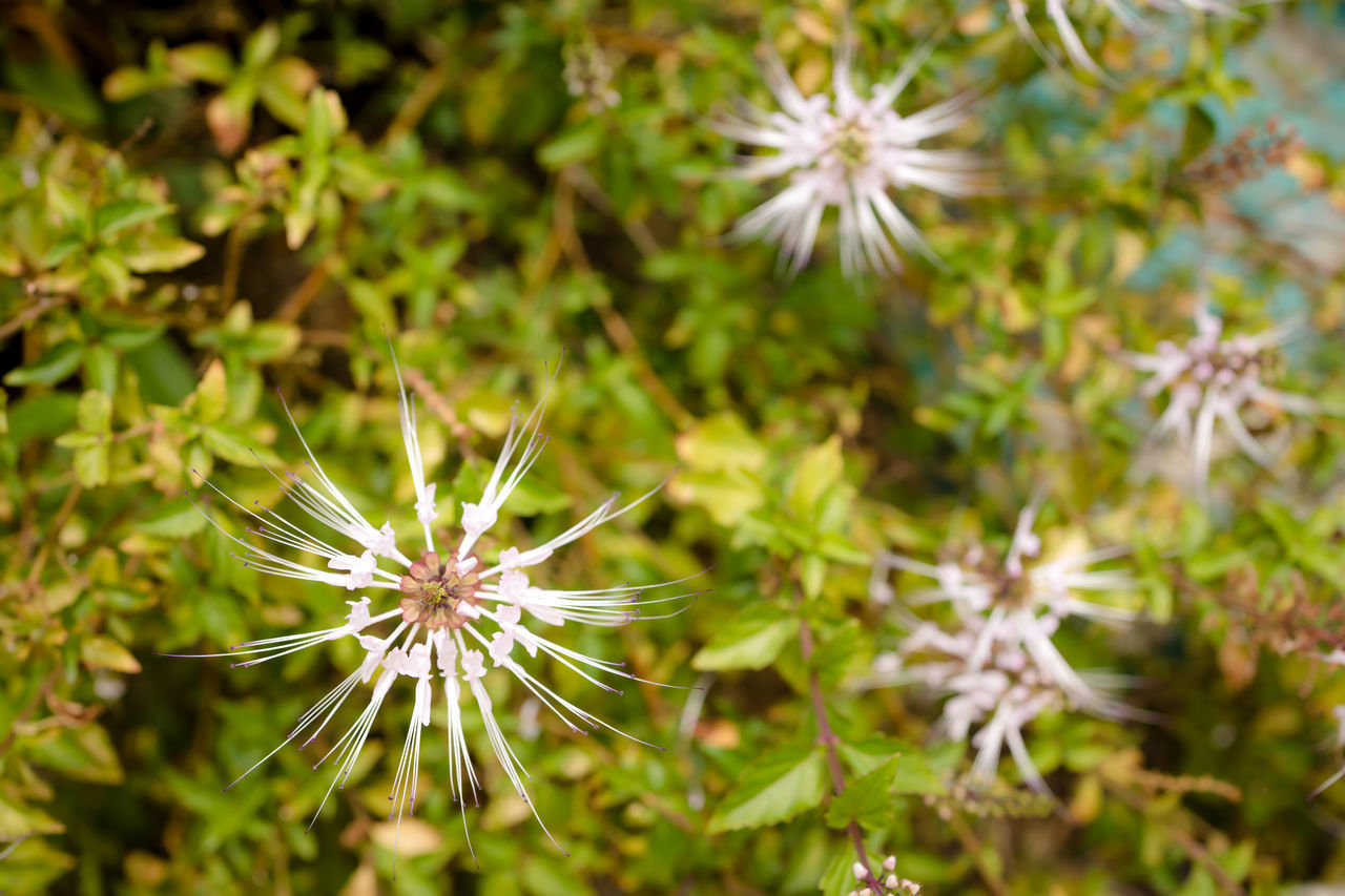 HIGH ANGLE VIEW OF DANDELION AGAINST WHITE WALL