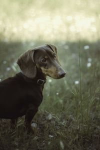 Dog looking away on field