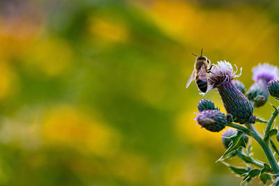 Close-up of insect on purple flower