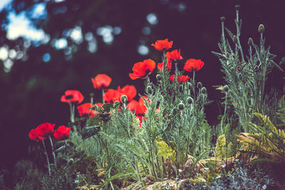 Close-up of red flowers