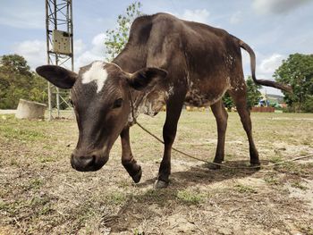 Cow standing in a field