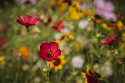 Close-up of red flowers in garden