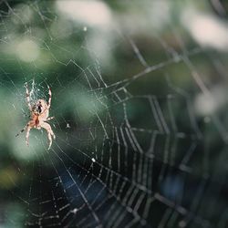 Close-up of spider on web