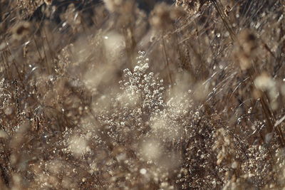 Full frame shot of frozen plants