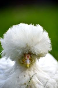 Close-up of a polish chicken