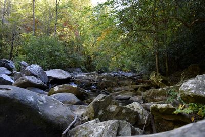 Stream flowing through rocks in forest