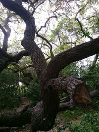 Close-up of tree trunk