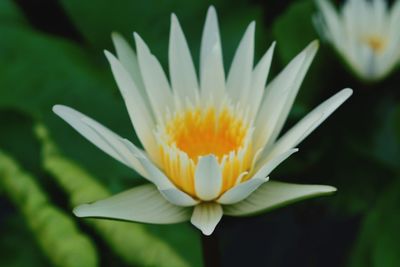 Close-up of white flower