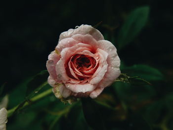 High angle view of wet rose growing outdoors at night