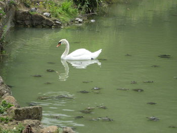 Swan swimming in lake