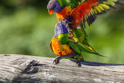 Couple of rainbow lorikeets in love