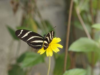 Close-up of butterfly on flower