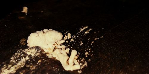 Close-up of mushroom growing on tree trunk