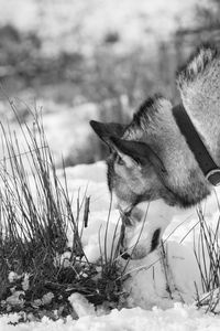 Close-up of cat on snow field against sky