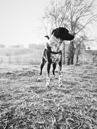 Dog on field against clear sky