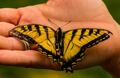 Close-up of butterfly on hand