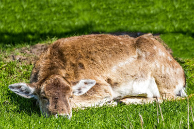 Close-up of sheep on field