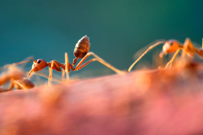 Giant red ant