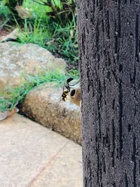 Close-up of insect on tree trunk