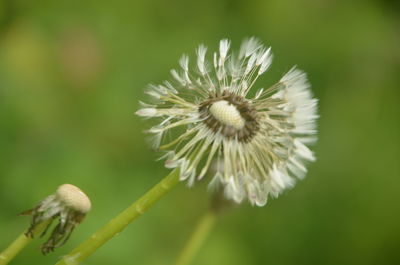 Close-up of flower on plant