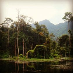 Reflection of trees in lake