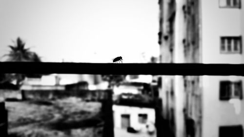 Bird perching on a building