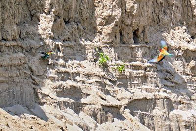 Birds flying against rock formation