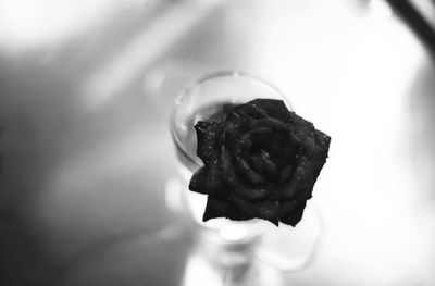 Close-up of rose in water