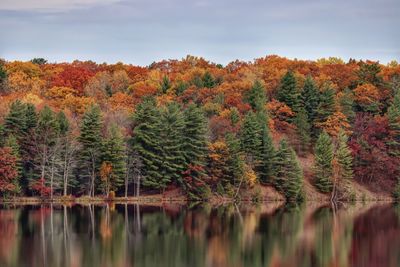 Scenic view of lake by trees during autumn