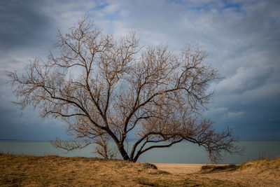 Bare tree on landscape against sky