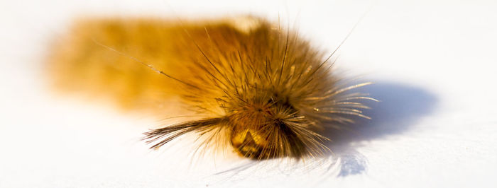 Close-up of honey bee on white flower