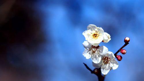 Close-up of white flowers blooming outdoors