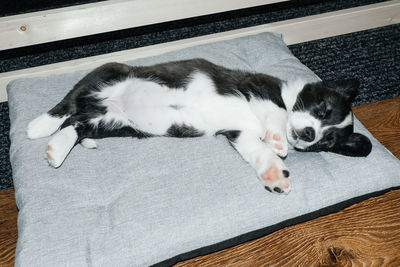 High angle view of cat sleeping at home