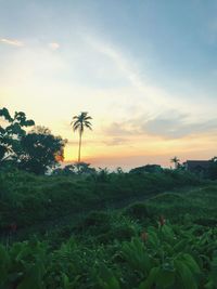 Scenic view of landscape at sunset