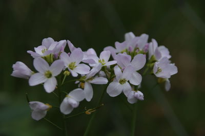 Close-up of white cherry blossom