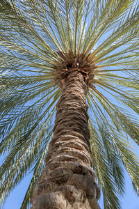 Low angle view of palm tree against sky