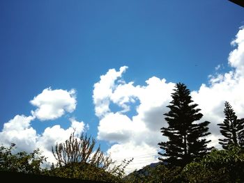 Low angle view of trees against blue sky