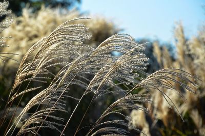 Close-up of plants growing on field against sky