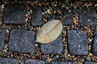 Leaves on stone pate 