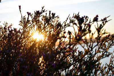 Sun shining through trees