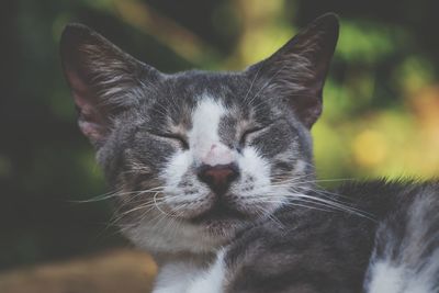 Close-up of cat with eyes closed