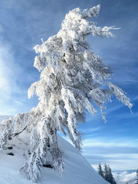 Frozen tree against sky during winter