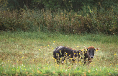 View of cow grazing on field
