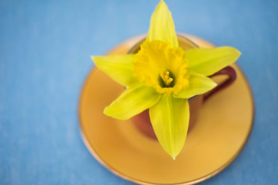 Close-up of yellow flower