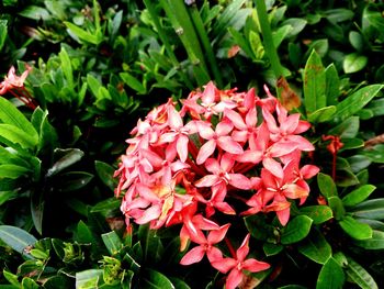 Close-up of flowers blooming outdoors