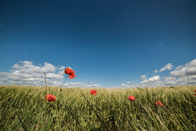 Poppy flowers growing on grassy field against sky